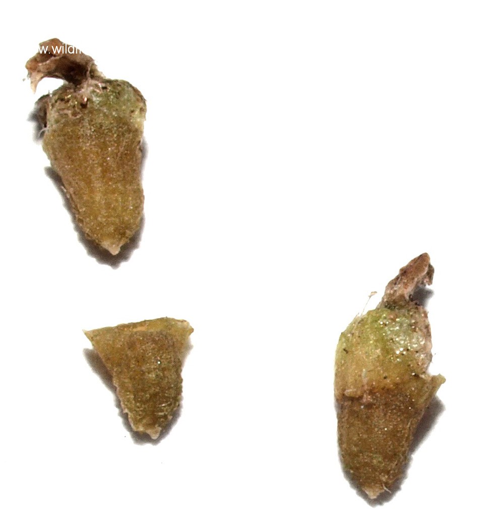 Anthemis brachycarpa
